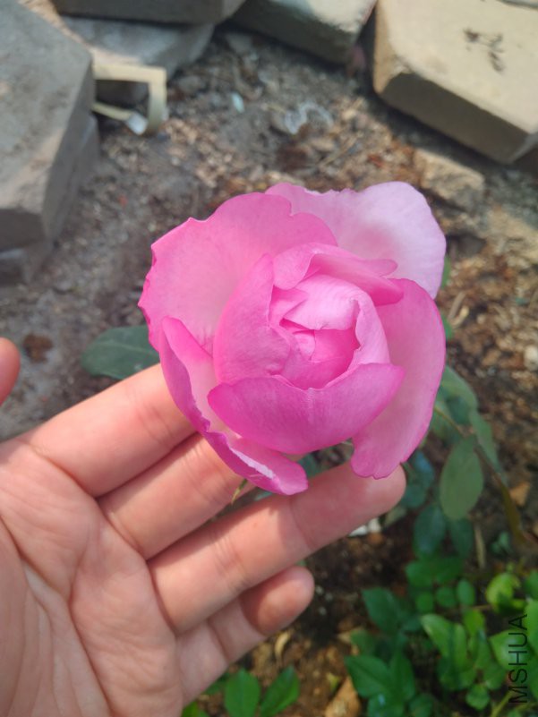 IMG_20180428_084534.jpg