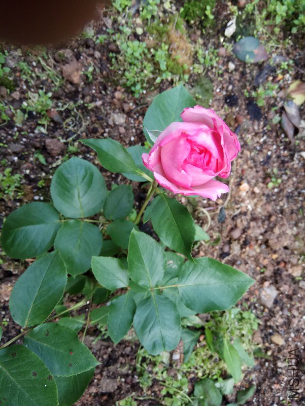 IMG_20180427_084431.jpg