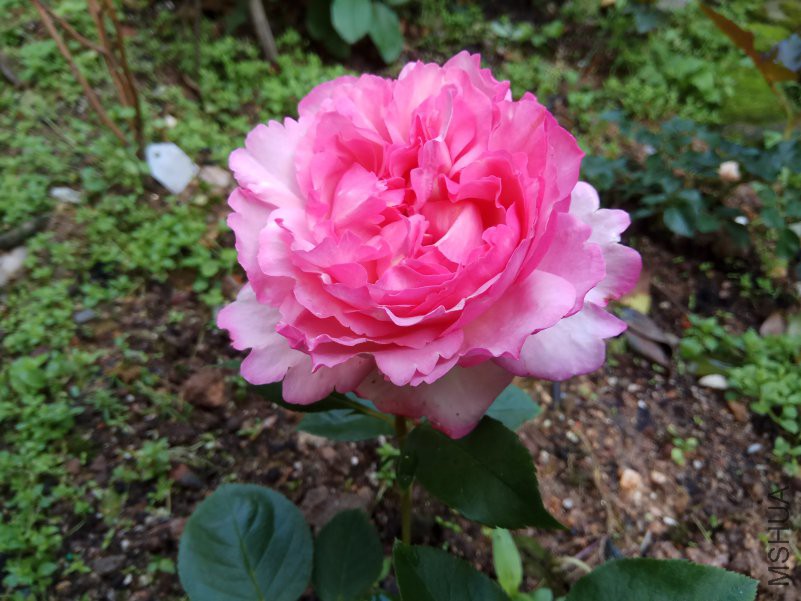 IMG_20180428_081024.jpg
