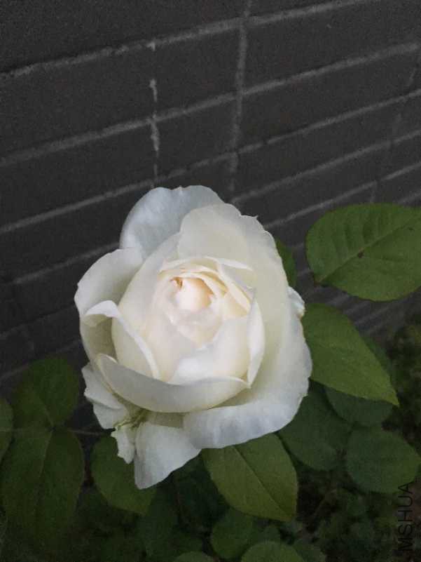 1DAA2AB1-406A-4812-B15B-5D060C52F66C.jpeg