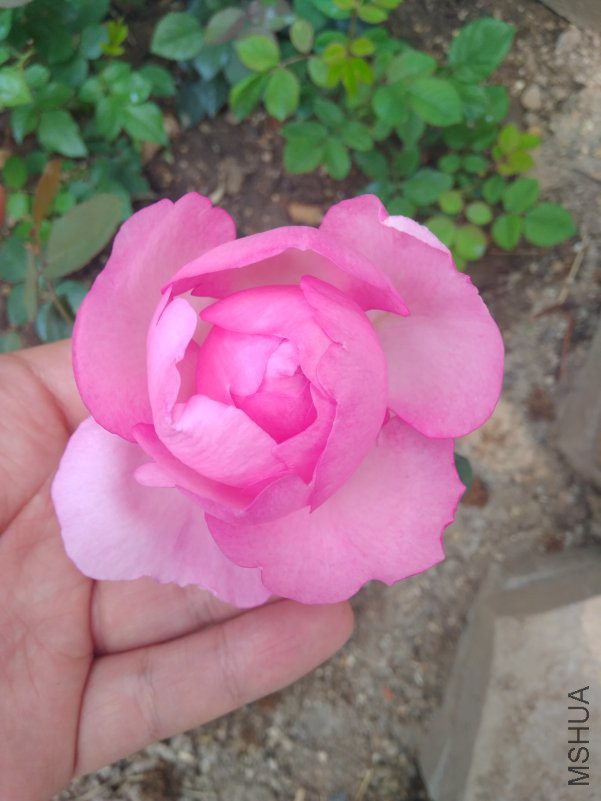 IMG_20180428_102846.jpg