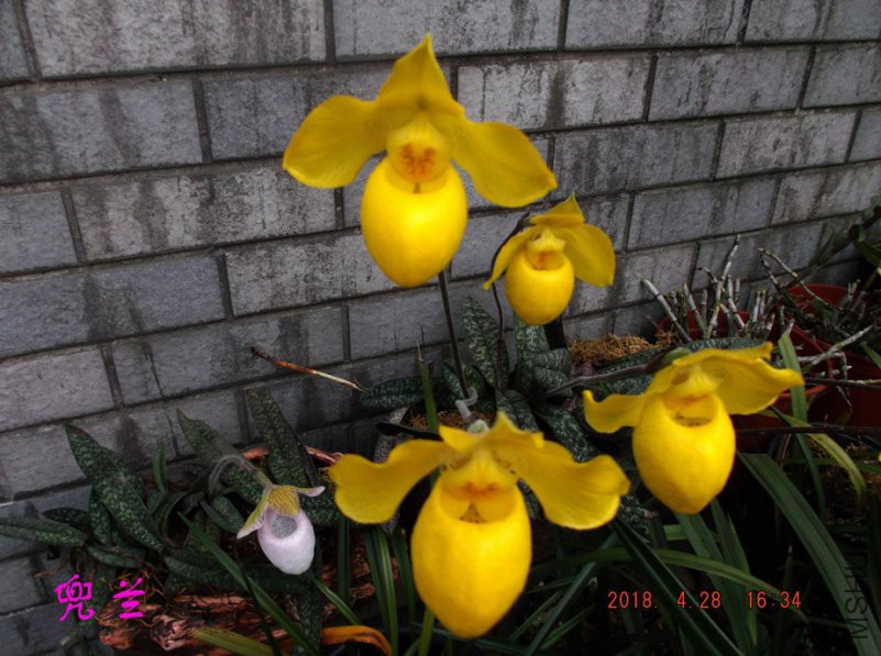 2018-4-28xw 018����.jpg