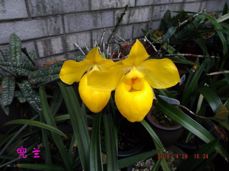 2018-4-28xw 017����.jpg