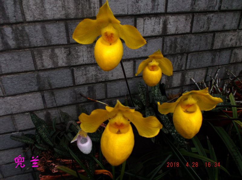 2018-4-28xw 016����.jpg