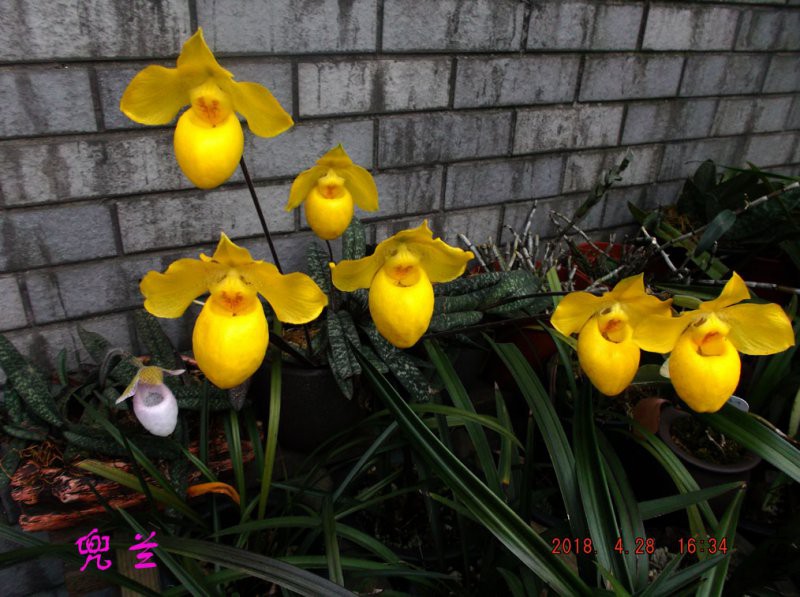 2018-4-28xw 015����.jpg