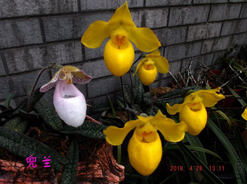 2018-4-28jxxw 038����.jpg