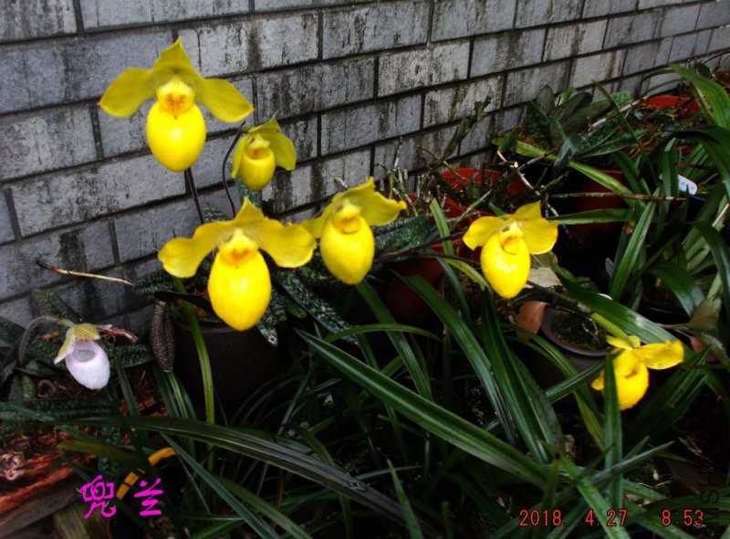 2018-4-27jxsw 010����.jpg