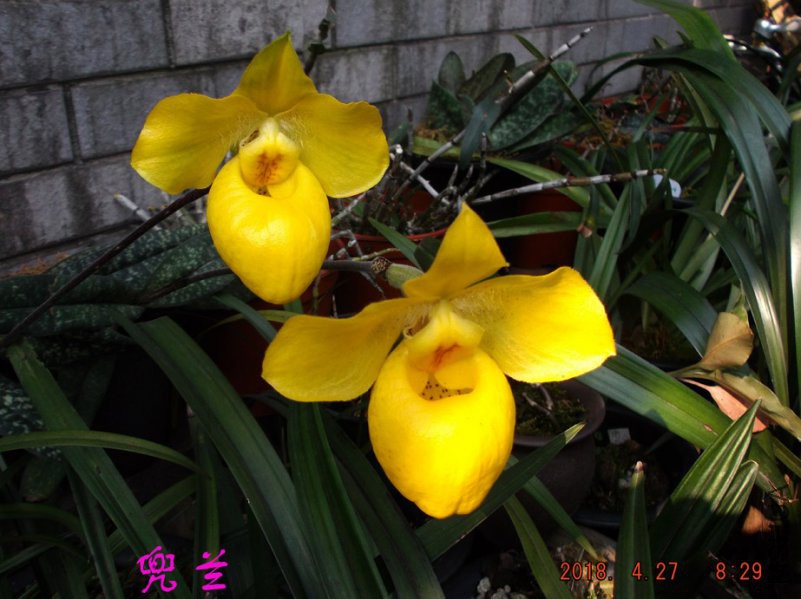 2018-4-27jxsw 003����.jpg