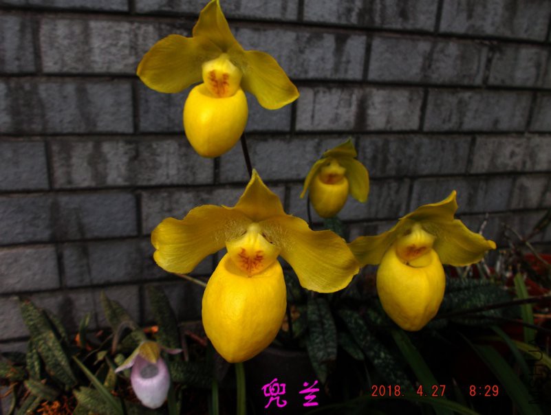 2018-4-27jxsw 002����.jpg