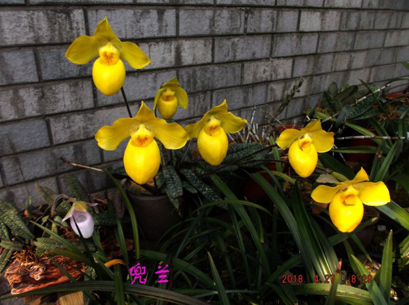 2018-4-27jxsw 001����.jpg
