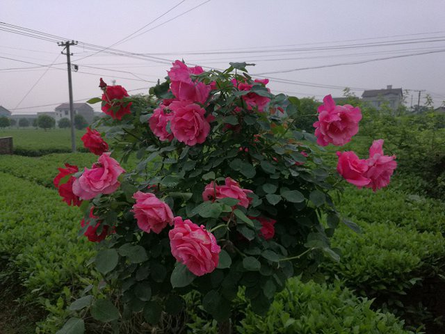 IMG_20180424_184456.jpg