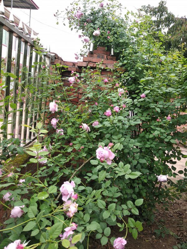 IMG_20180420_113109.jpg