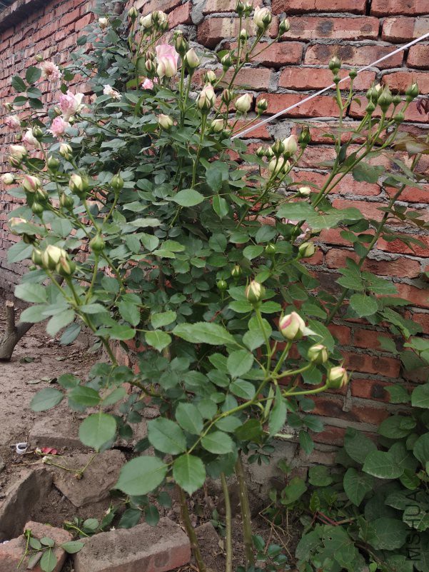 IMG_20180415_171544.jpg