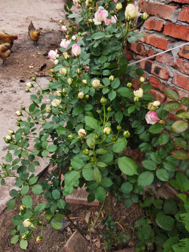 IMG_20180415_175943.jpg