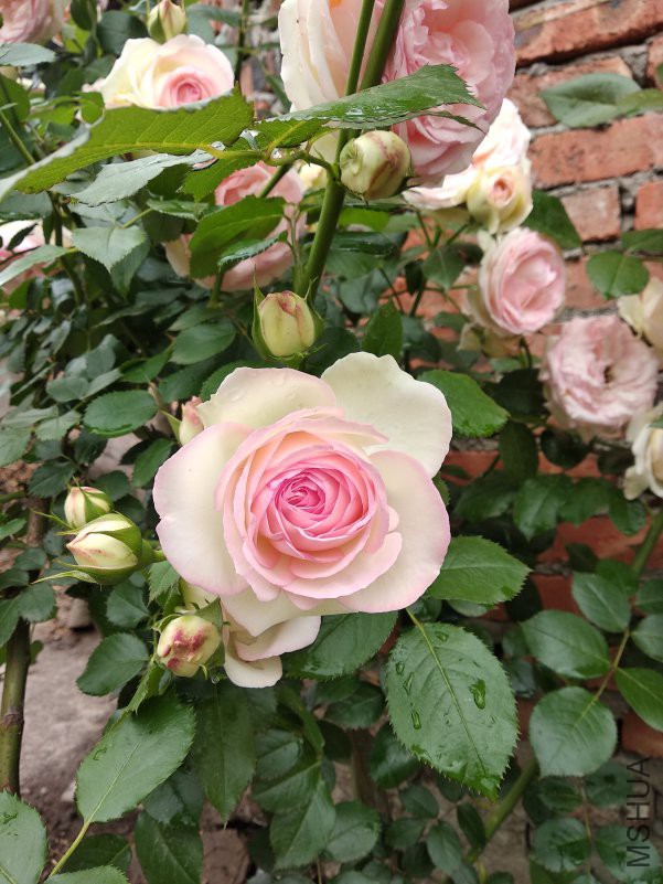 IMG_20180420_112837.jpg