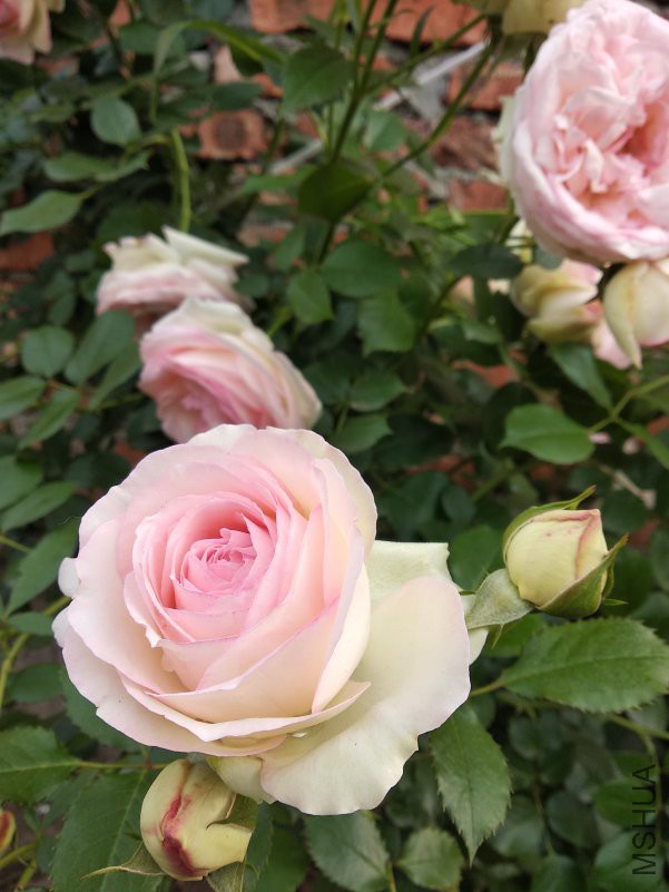 IMG_20180421_083341.jpg