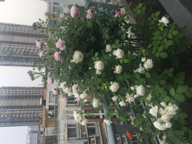 22C8ADBD-4388-4797-AEF1-A3BC912C677C.jpeg