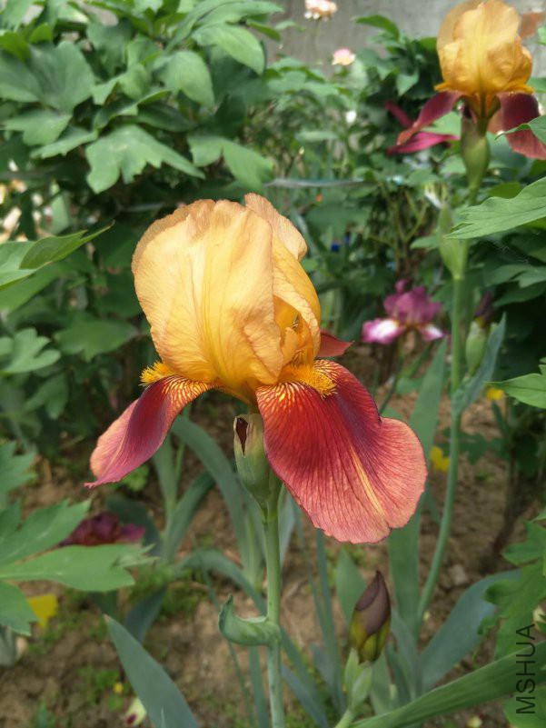 webwxgetmsgimg (11).jpg