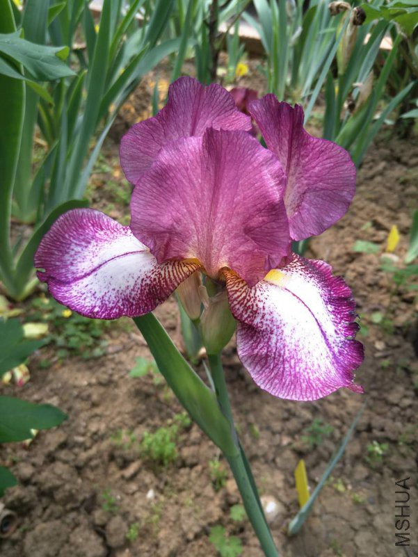 webwxgetmsgimg (12).jpg