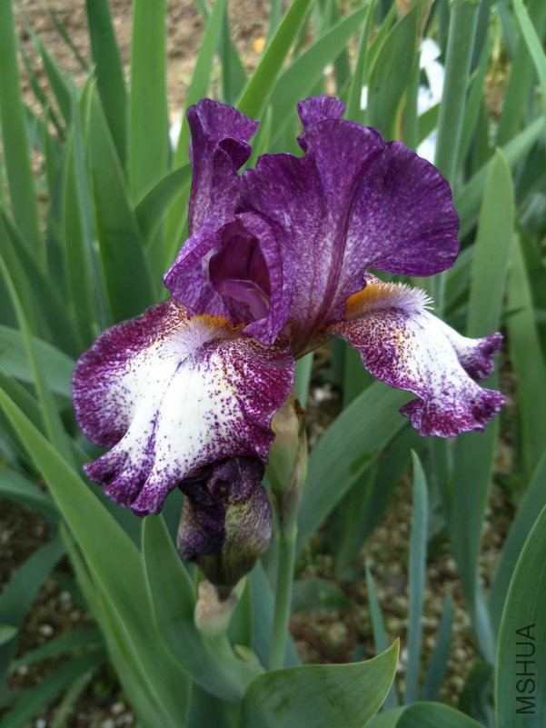 webwxgetmsgimg (13).jpg