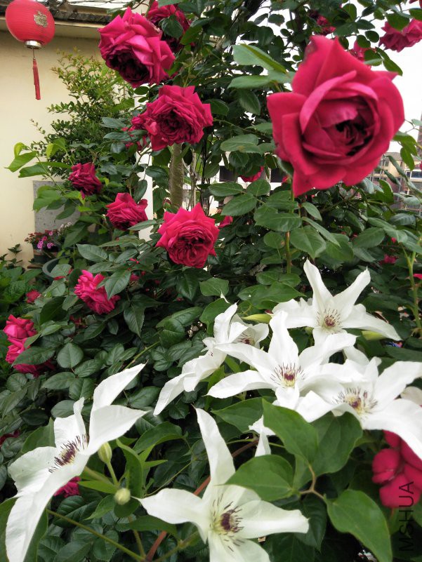 IMG20180429072449.jpg