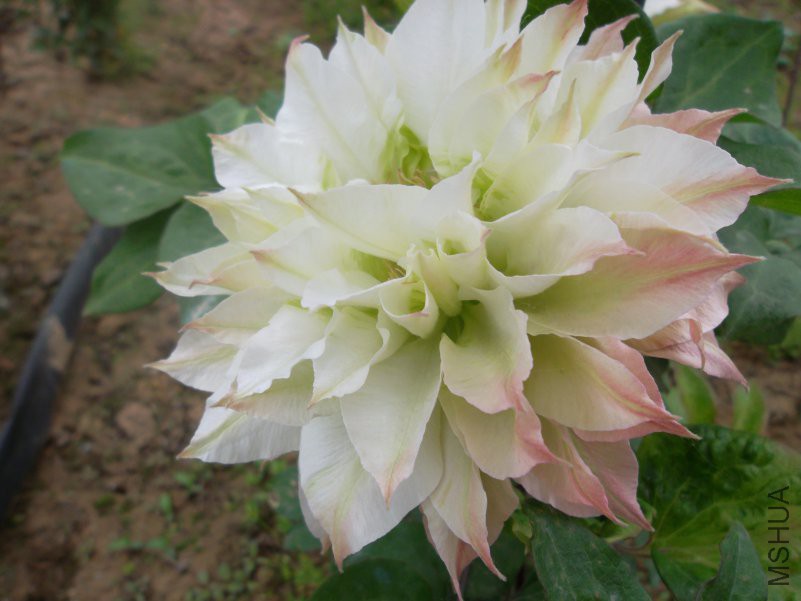 SAM_1119.JPG