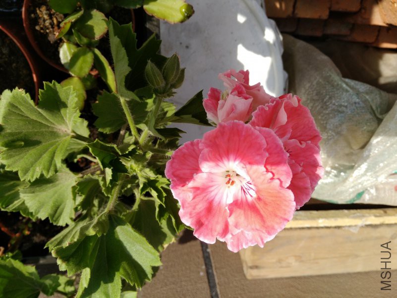 IMG_20180429_084623.jpg