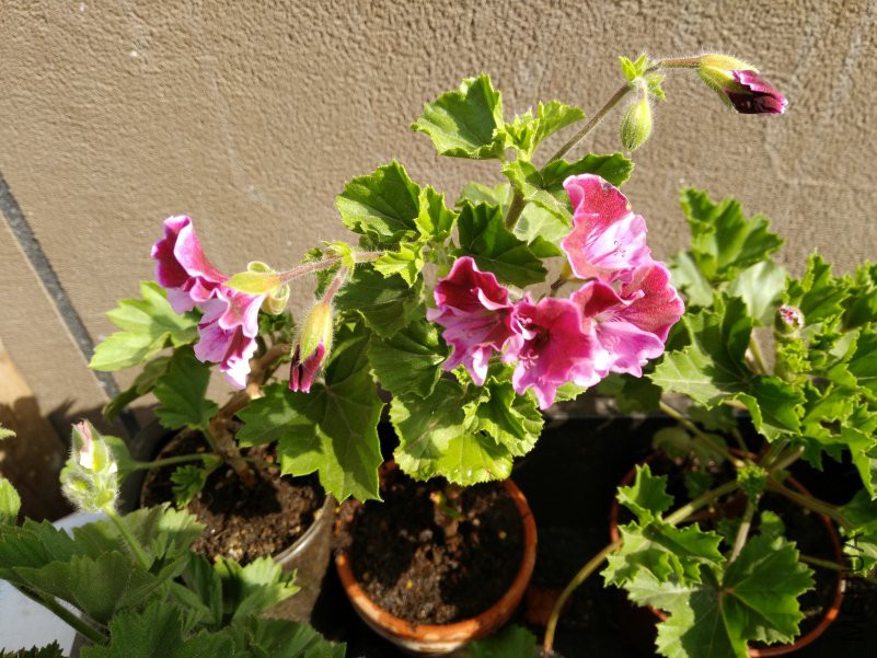 IMG_20180429_084631.jpg
