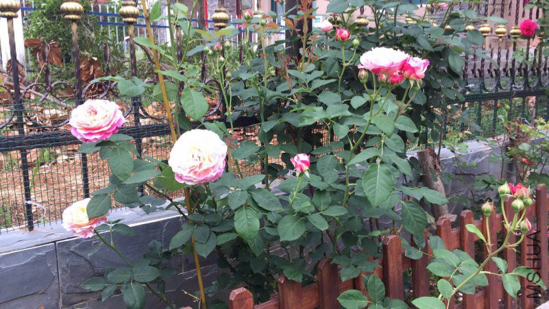 ΢��ͼƬ_20180430091234.jpg