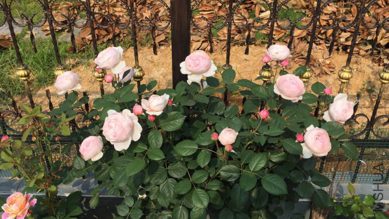 ΢��ͼƬ_20180430091319.jpg