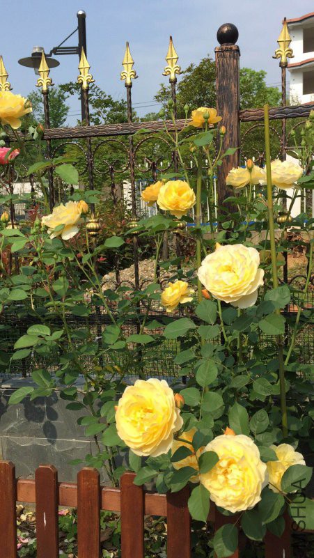 ΢��ͼƬ_20180430091322.jpg