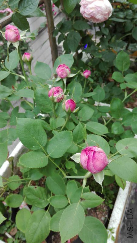 ĵ���¼�4.29.jpg
