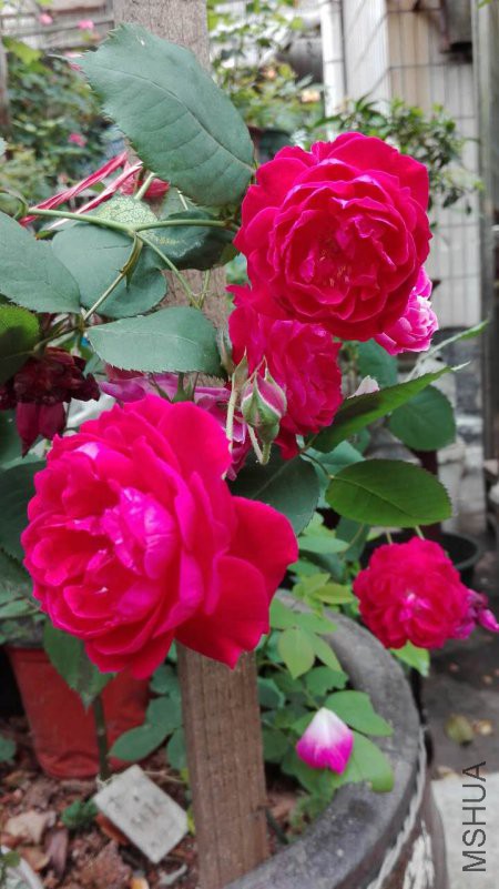 Ũ����õ4.29.jpg