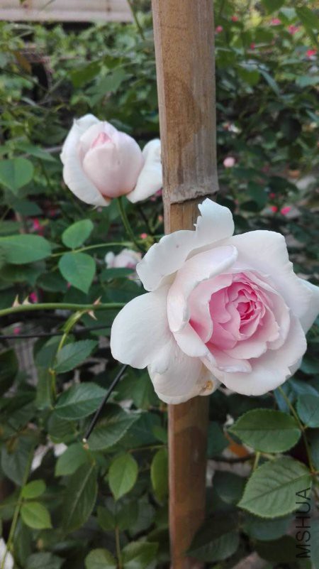 �ҵ���4.27.jpg