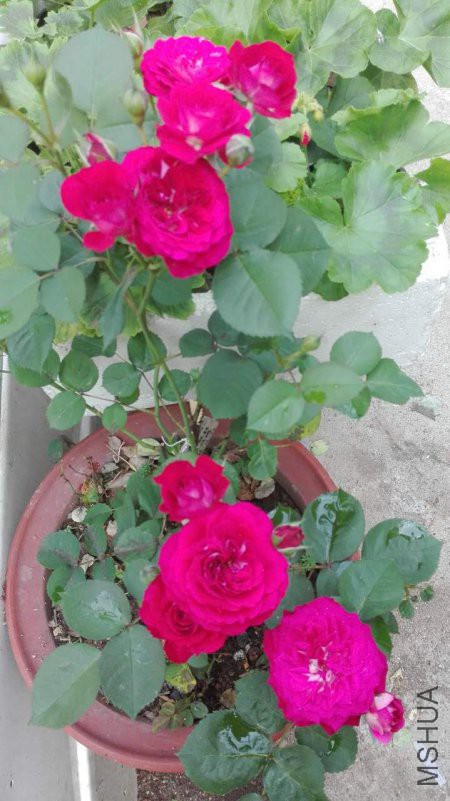 �ɺ�����4.27.jpg