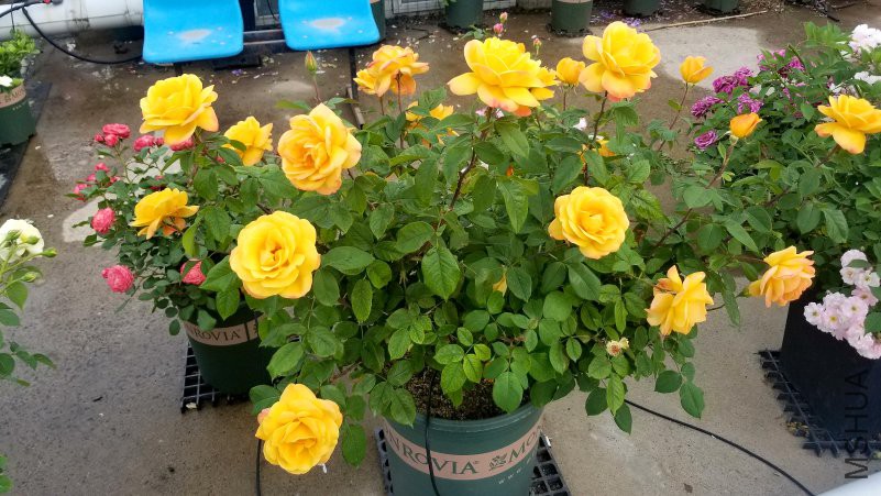 20180430_171718.jpg