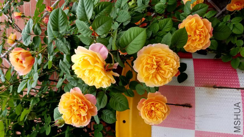 20180423_123612.jpg
