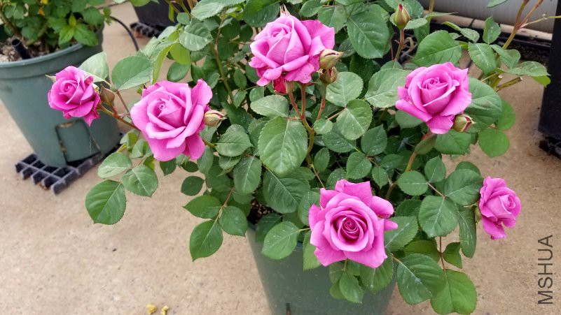 20180426_170253.jpg