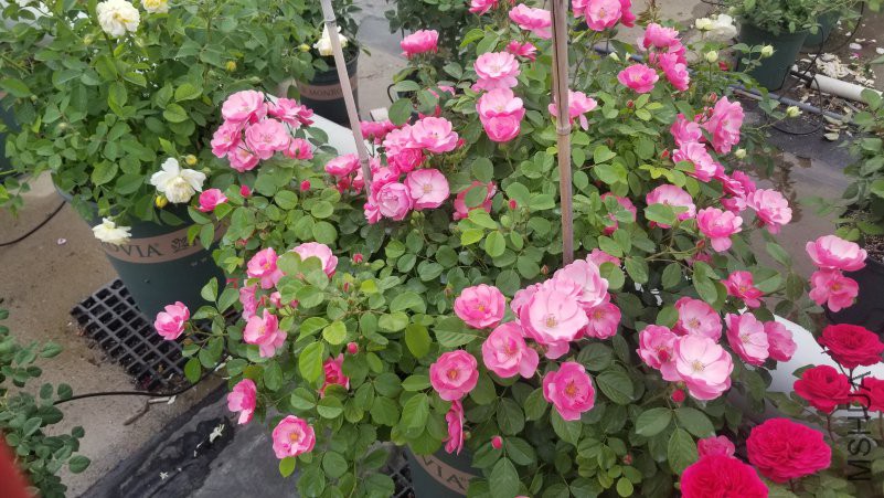 20180430_170820.jpg