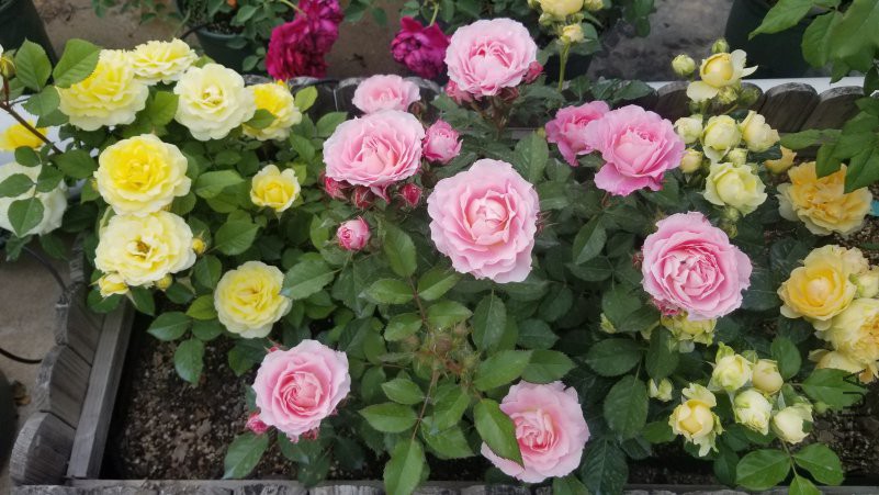 20180430_170850.jpg