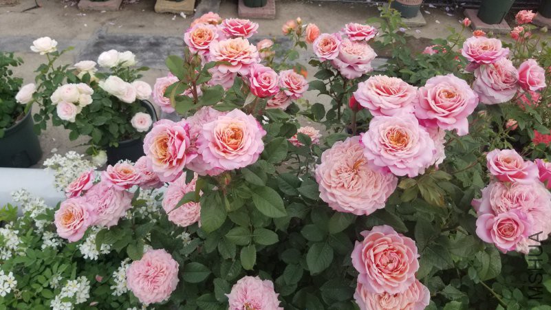 20180430_170925.jpg