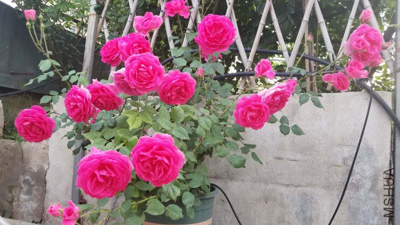20180430_171516.jpg