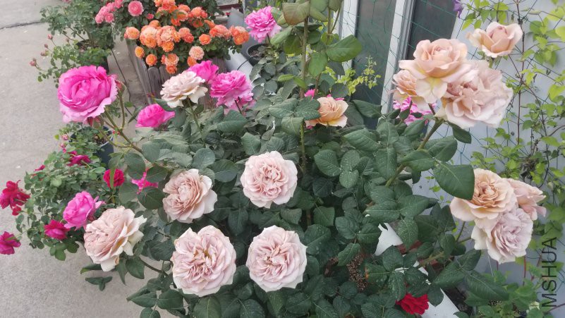 20180430_171547.jpg