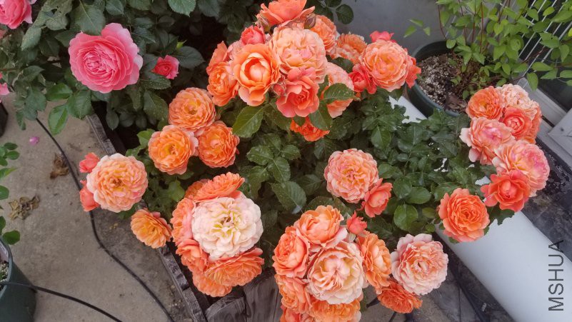 20180430_171612.jpg