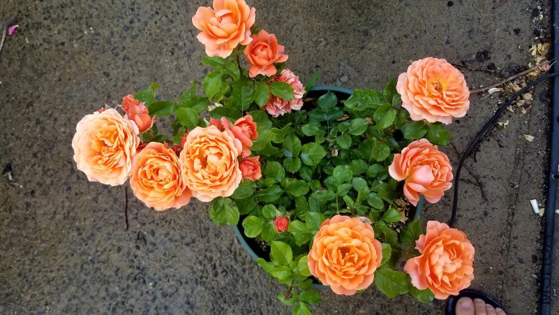 20180430_171853.jpg