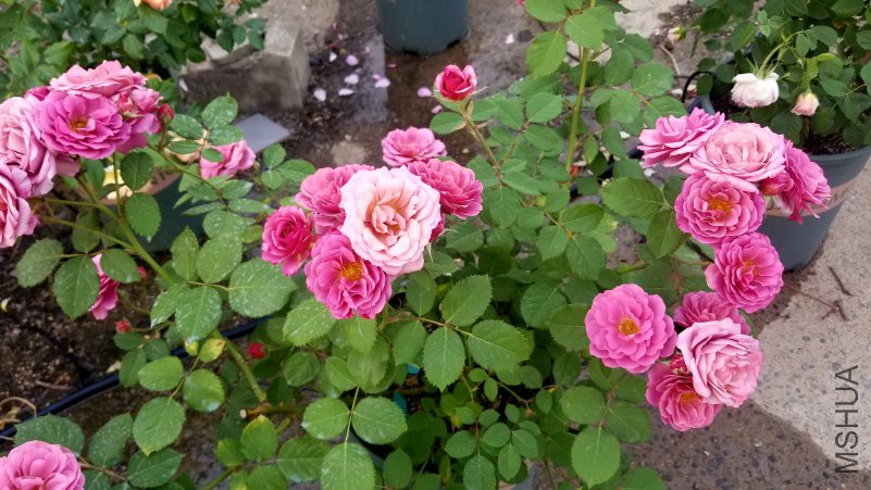 20180430_171858.jpg
