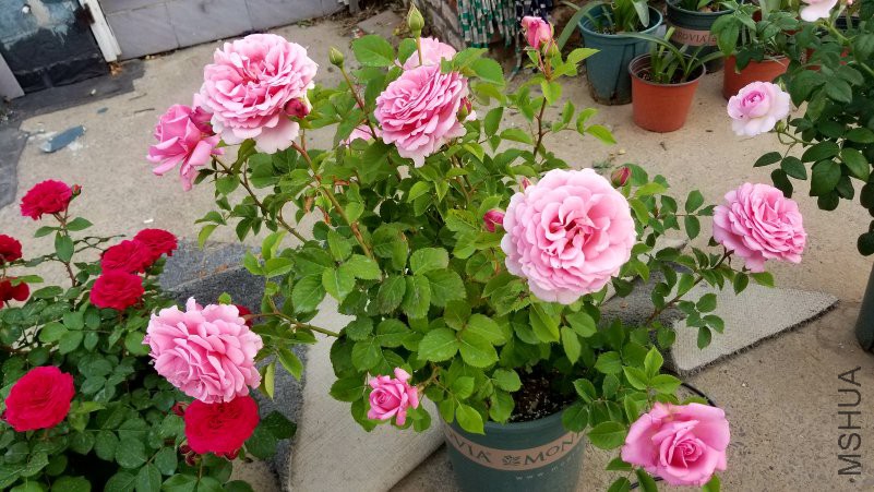 20180430_171920.jpg