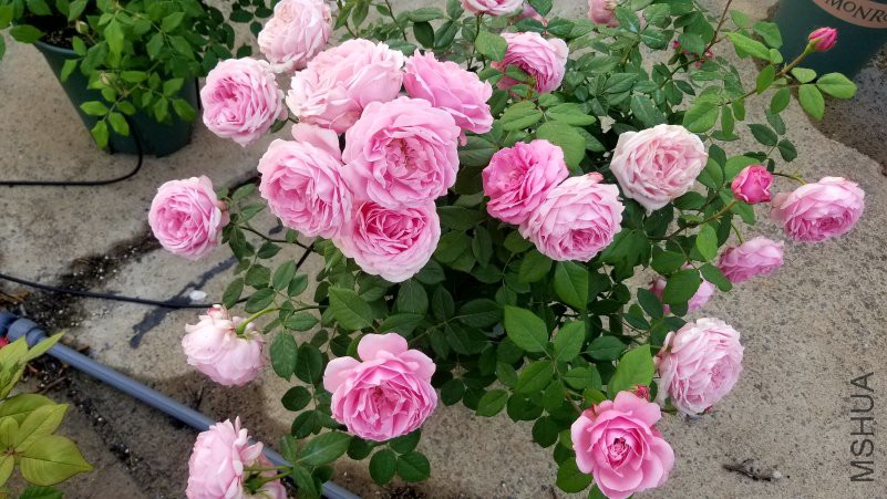 20180430_172111.jpg