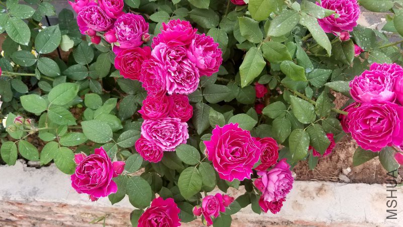 20180430_172302.jpg