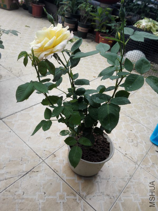 IMG_20180501_164603.jpg